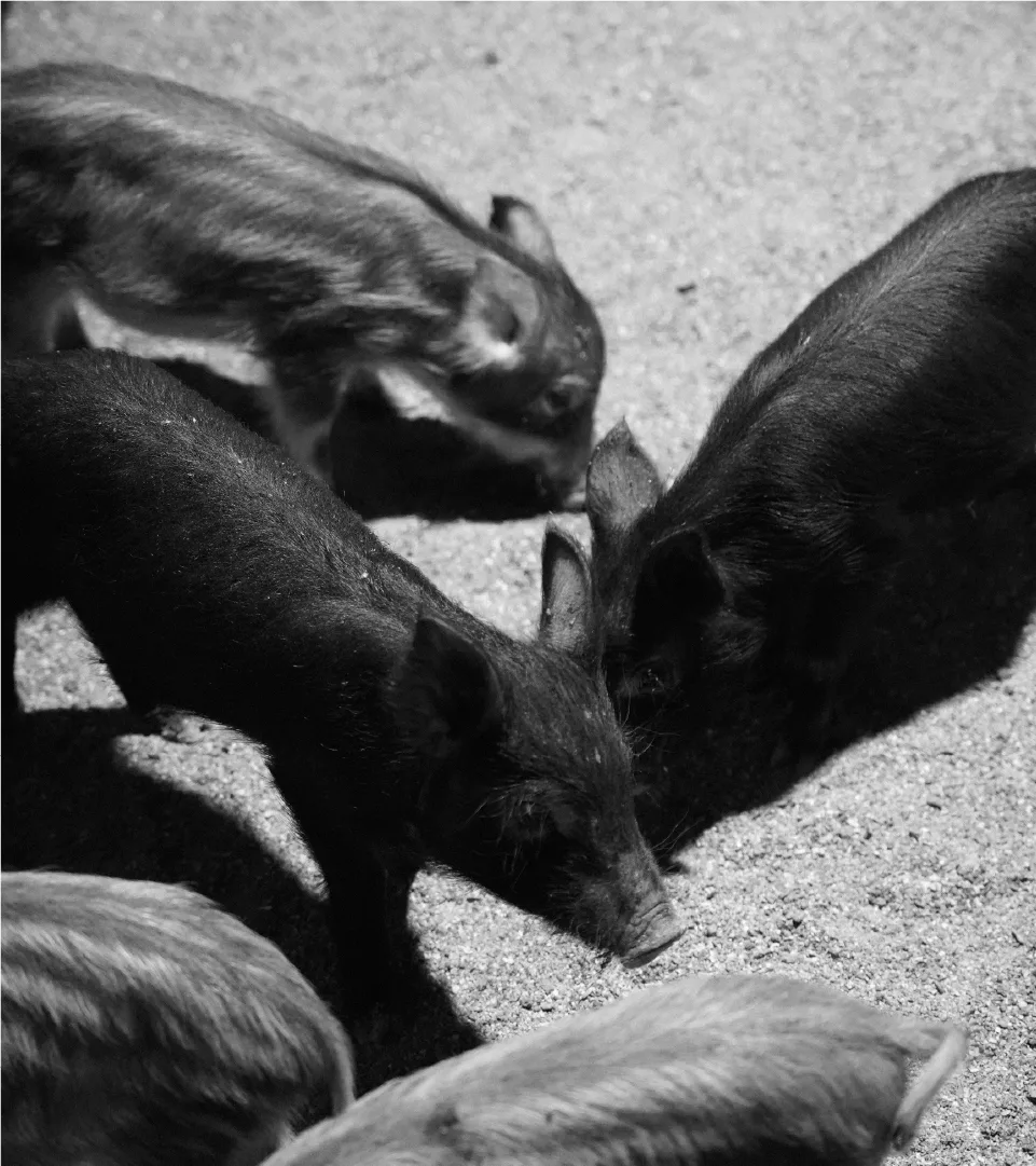 A monochrome photo of the rare breed pigs in their youth, the foundation of Seyeon Chuksan. It reflects the brand's authenticity, respecting nature's principles. Black and white photo of striped and black baby pigs foraging on dirt