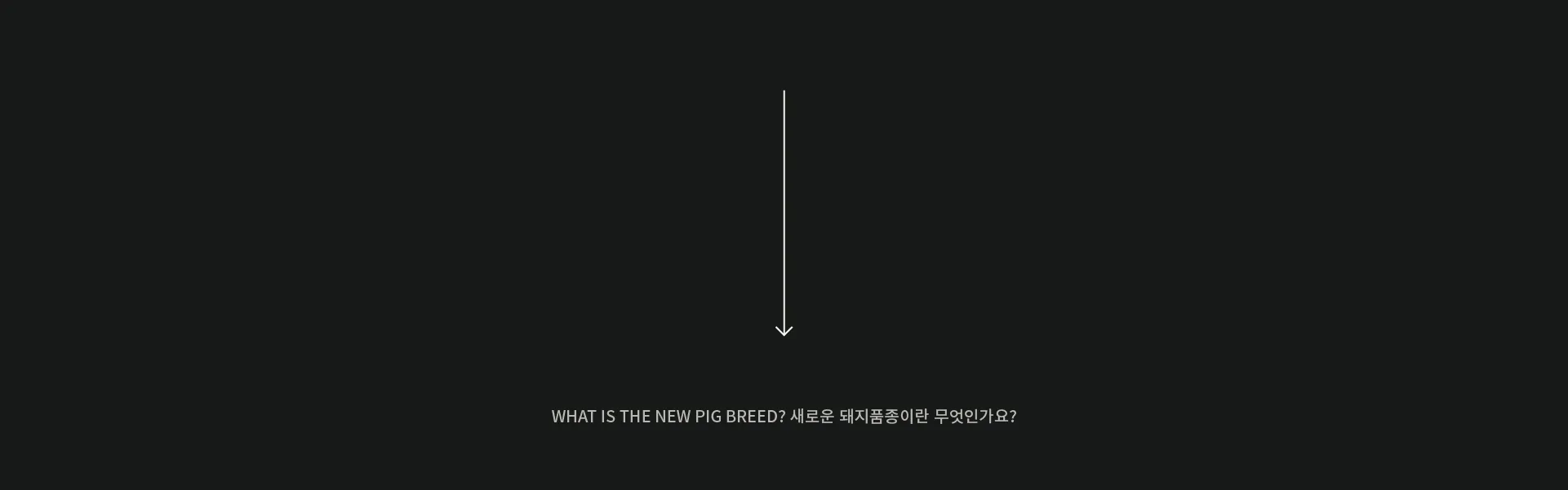 A graphic element designed to pique curiosity about the new pig breed and guide the viewer to the next information. Question about new pig breed with a downward arrow on dark background